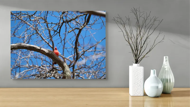 Tablou Canvas, "Cardinalul singuratic în copac uscat", Cardinal, Cer, Crengi, Primăvară, Ramură, Păsări, Natură, Albastru, Contrast, Frumusețe, 70 x 50 cm – poza 3