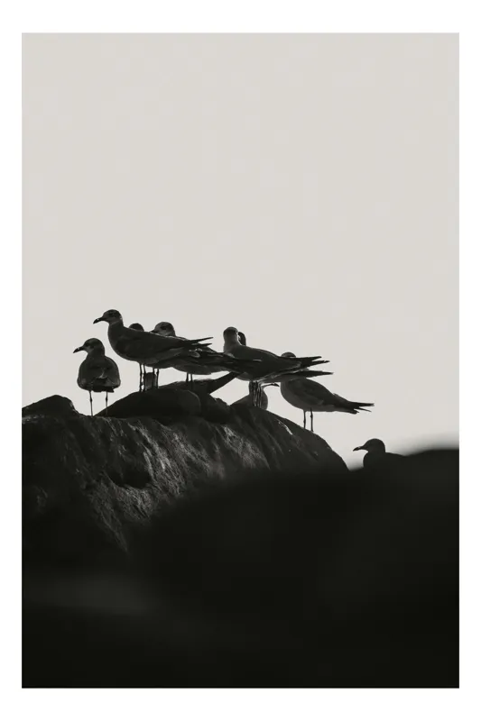 Tablou Canvas Monocromatic Pescăruși pe Stânci Marine, 26 x 39 cm