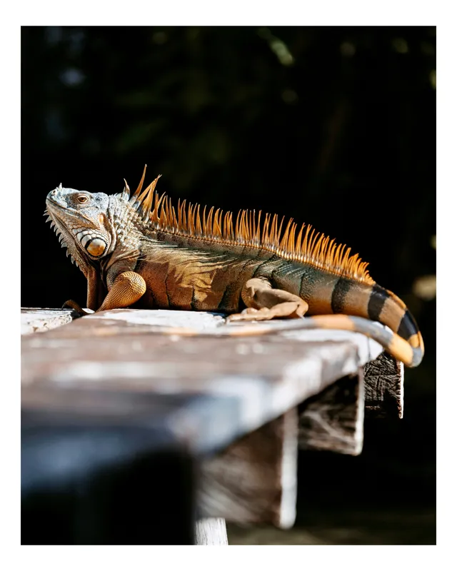 Tablou Canvas Iguana Relaxare Sub Soare Blând Natură, 39 x 54 cm