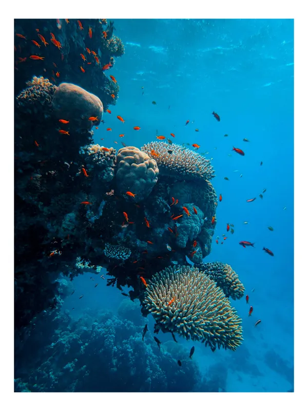 Tablou Canvas Ocean Vibrant Corali Pești Biodiversitate Natură Ecosistem, 39 x 54 cm