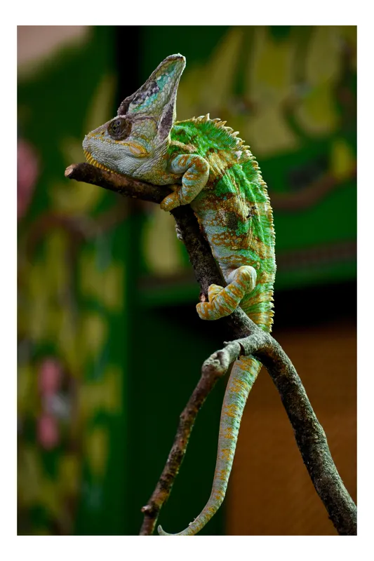 Tablou Canvas Cameleon pe Ramură Verde - Artă Naturală și Transformare, 70 x 100 cm