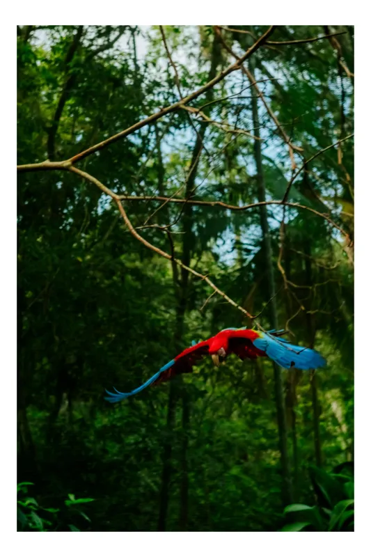 Tablou Canvas Macaw în zbor prin pădurea tropicală, Artă Naturală, 70 x 100 cm