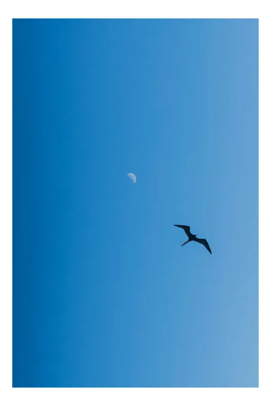 Tablou Canvas Pasăre zburând spre lună albă Cer Albastru Zbor Siluetă, 50 x 90 cm