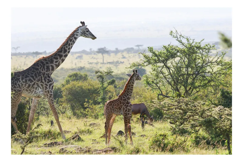 Tablou Canvas, "Giraffe în savana africană verde.", Girafe, Savana, Verdeață, Cer, Natură, Peisaj, Animale, Arbori, 70 x 50 cm