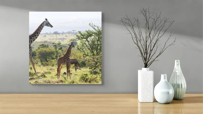 Tablou Canvas, "Giraffe în savana africană verde.", Girafe, Savana, Verdeață, Cer, Natură, Peisaj, Animale, Arbori, 50 x 50 cm – poza 3