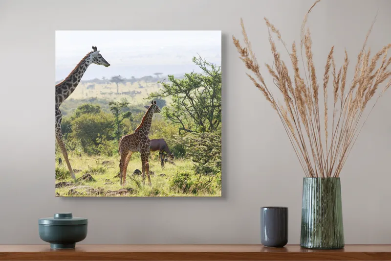 Tablou Canvas, "Giraffe în savana africană verde.", Girafe, Savana, Verdeață, Cer, Natură, Peisaj, Animale, Arbori, 50 x 50 cm – poza 4