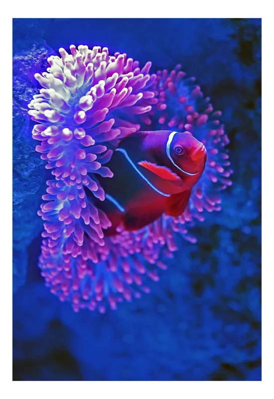Tablou Canvas, "Peștele clovn în adâncime albastră", Pește, Anemone, Albastru, Roz, Coral, Subacvatic, Strălucire, Contrast, Exotic, Marin., 70 x 100 cm