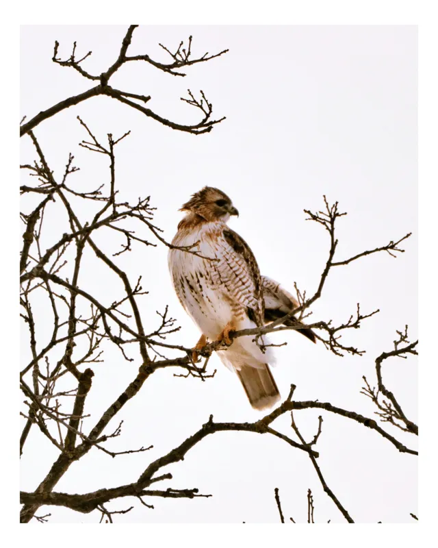 Tablou Canvas, "Vulturul pe ramuri uscate iarna", Majestic, Hawk, Perched, Bare, Branches, Observant, Sky, Silent, Still, Nature, 26 x 39 cm