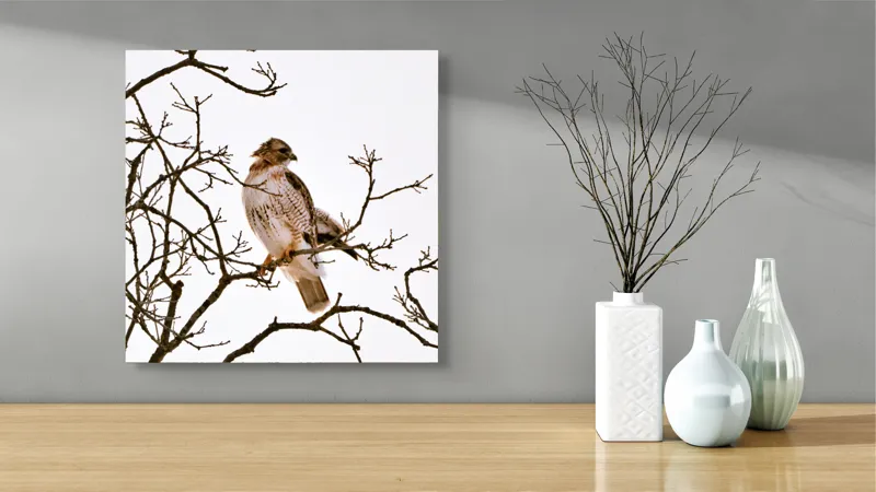 Tablou Canvas, "Vulturul pe ramuri uscate iarna", Majestic, Hawk, Perched, Bare, Branches, Observant, Sky, Silent, Still, Nature, 50 x 50 cm – poza 3