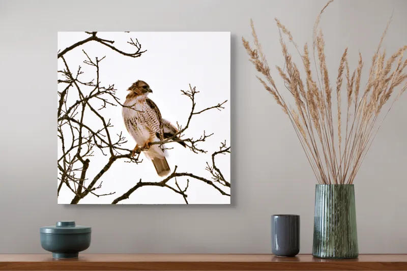 Tablou Canvas, "Vulturul pe ramuri uscate iarna", Majestic, Hawk, Perched, Bare, Branches, Observant, Sky, Silent, Still, Nature, 50 x 50 cm – poza 4