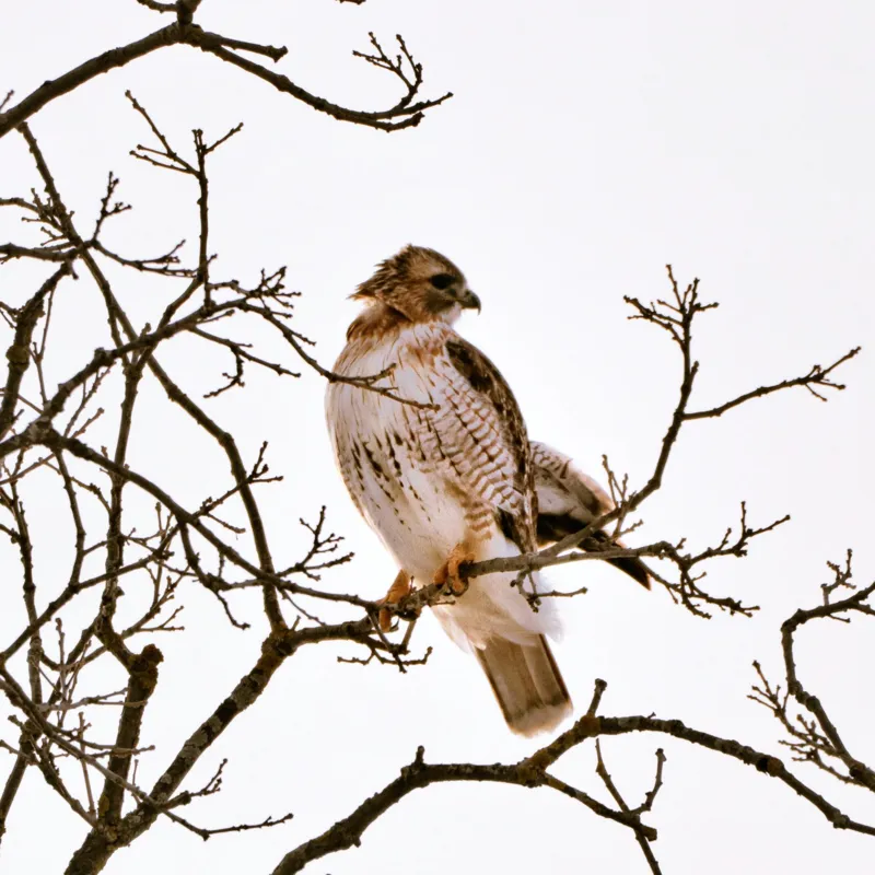 Tablou Canvas, "Vulturul pe ramuri uscate iarna", Majestic, Hawk, Perched, Bare, Branches, Observant, Sky, Silent, Still, Nature, 50 x 50 cm – poza 2