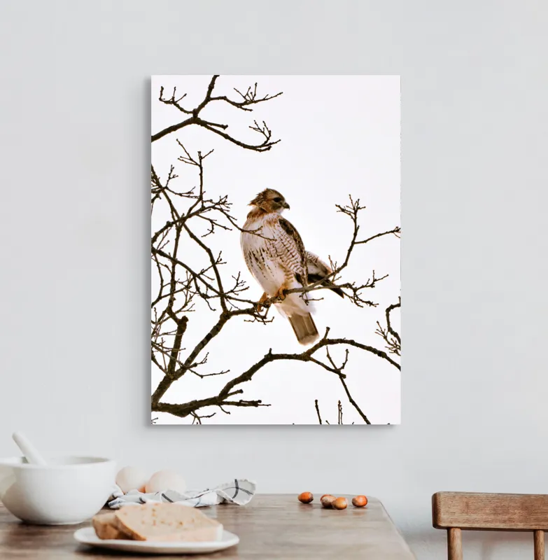 Tablou Canvas, "Vulturul pe ramuri uscate iarna", Majestic, Hawk, Perched, Bare, Branches, Observant, Sky, Silent, Still, Nature, 50 x 70 cm – poza 3
