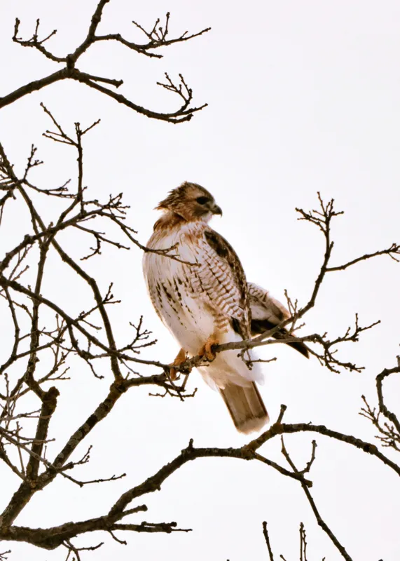 Tablou Canvas, "Vulturul pe ramuri uscate iarna", Majestic, Hawk, Perched, Bare, Branches, Observant, Sky, Silent, Still, Nature, 50 x 70 cm – poza 2