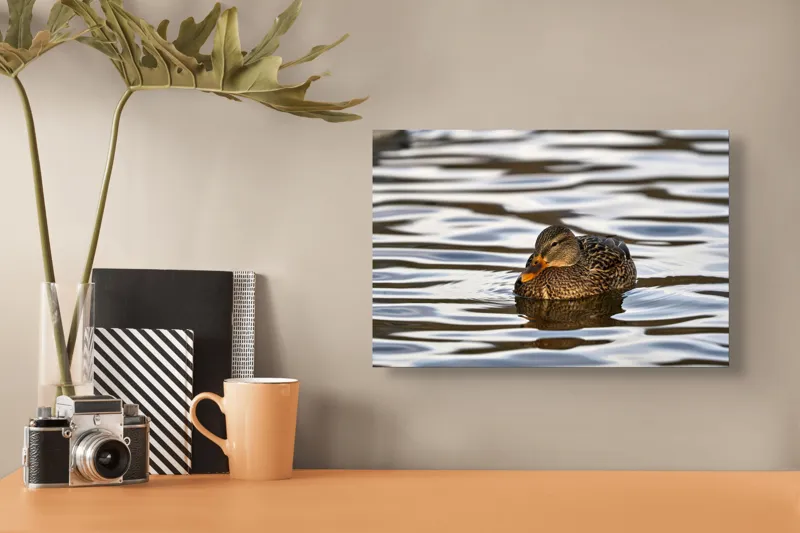 Tablou Canvas, "Rață singuratică pe oglinda apei", Rață, Apă, Plutire, Reflecție, Pene, Liniște, Natură, Serenitate., 39 x 26 cm – poza 3