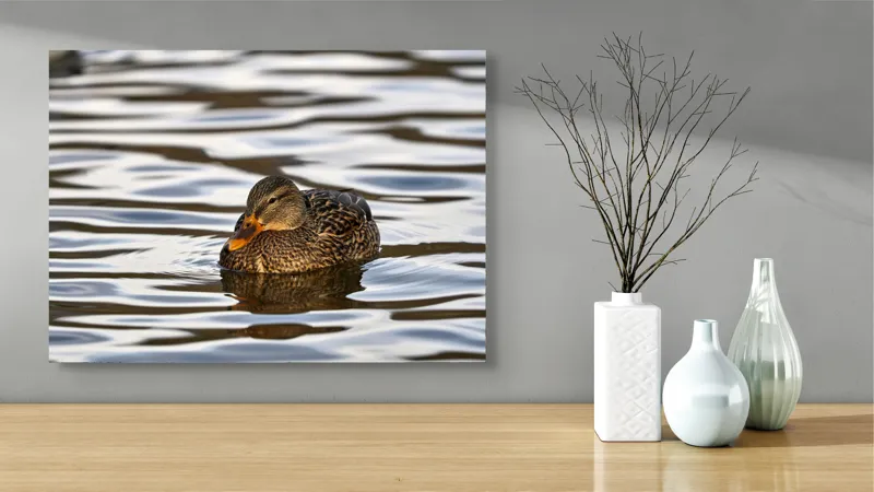 Tablou Canvas, "Rață singuratică pe oglinda apei", Rață, Apă, Plutire, Reflecție, Pene, Liniște, Natură, Serenitate., 70 x 50 cm – poza 3