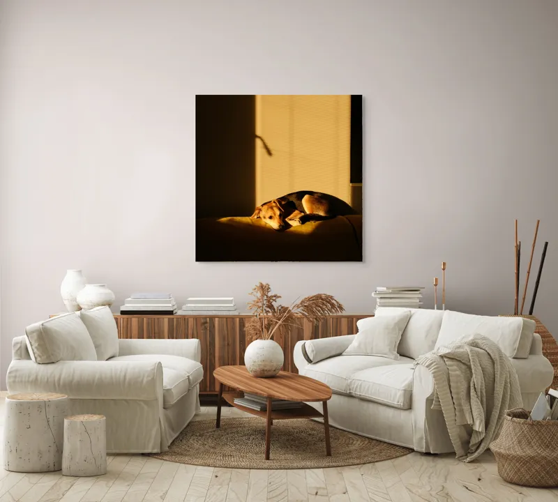 Tablou Canvas, "Câine lenevind în lumina soarelui", Câine, Lumină, Umbre, Calm, Repaus, Căldură, Relaxare, Tandrețe, 100 x 100 cm – poza 3