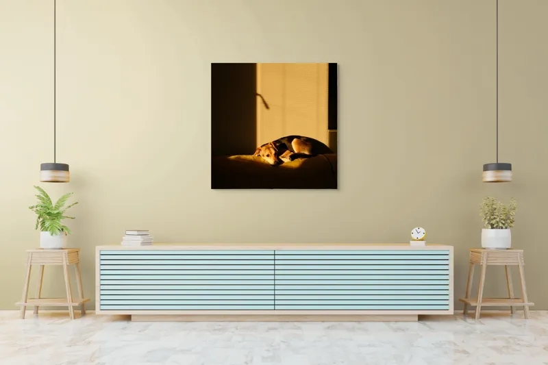 Tablou Canvas, "Câine lenevind în lumina soarelui", Câine, Lumină, Umbre, Calm, Repaus, Căldură, Relaxare, Tandrețe, 100 x 100 cm – poza 5