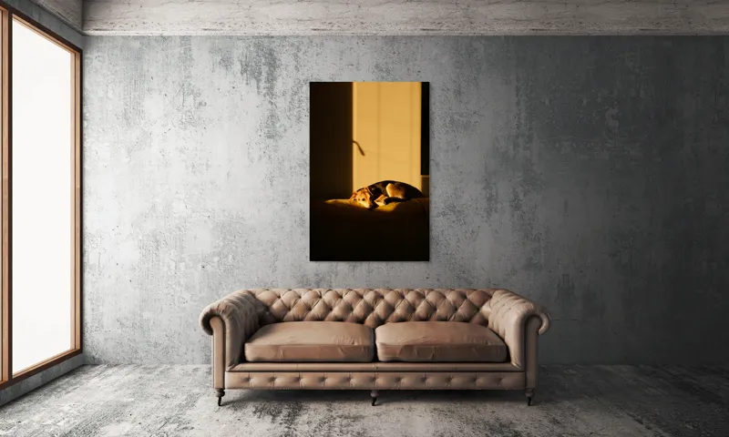 Tablou Canvas, "Câine lenevind în lumina soarelui", Câine, Lumină, Umbre, Calm, Repaus, Căldură, Relaxare, Tandrețe, 100 x 150 cm – poza 6