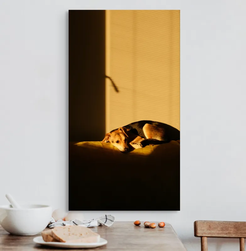 Tablou Canvas, "Câine lenevind în lumina soarelui", Câine, Lumină, Umbre, Calm, Repaus, Căldură, Relaxare, Tandrețe, 50 x 90 cm – poza 3