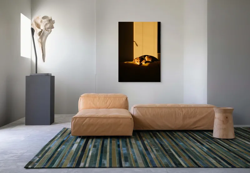 Tablou Canvas, "Câine lenevind în lumina soarelui", Câine, Lumină, Umbre, Calm, Repaus, Căldură, Relaxare, Tandrețe, 70 x 100 cm – poza 7
