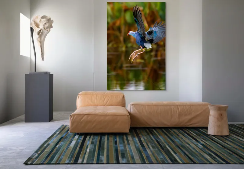 Tablou Canvas, "Zborul elegant al păsării albastre", Pasăre, Înaltare, Apă, Penaj, Aripi, Natură, Sălbăticie, Zbor, Grație, Biotop, 100 x 150 cm – poza 7