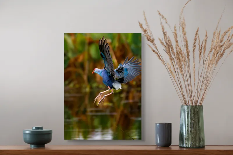 Tablou Canvas, "Zborul elegant al păsării albastre", Pasăre, Înaltare, Apă, Penaj, Aripi, Natură, Sălbăticie, Zbor, Grație, Biotop, 39 x 54 cm – poza 3