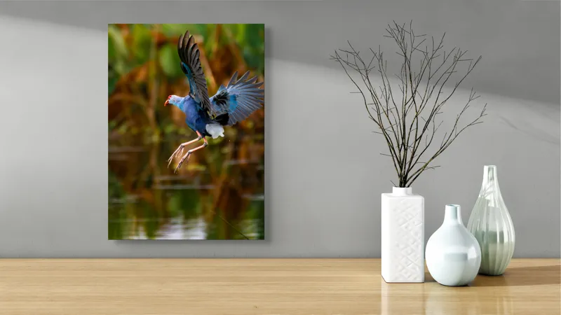 Tablou Canvas, "Zborul elegant al păsării albastre", Pasăre, Înaltare, Apă, Penaj, Aripi, Natură, Sălbăticie, Zbor, Grație, Biotop, 39 x 54 cm – poza 4