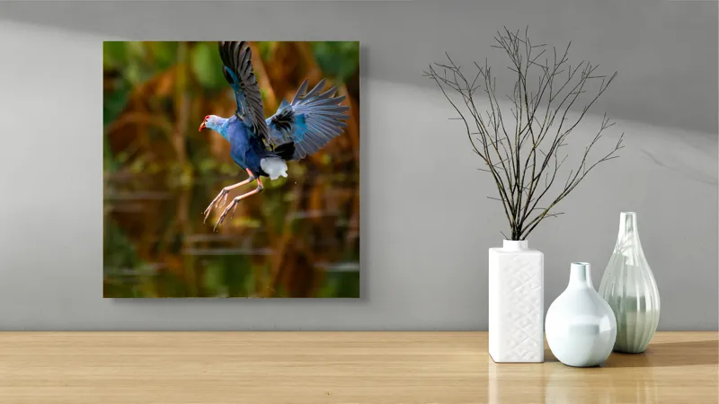 Tablou Canvas, "Zborul elegant al păsării albastre", Pasăre, Înaltare, Apă, Penaj, Aripi, Natură, Sălbăticie, Zbor, Grație, Biotop, 50 x 50 cm – poza 3