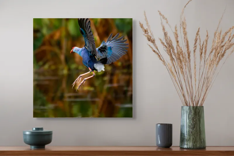 Tablou Canvas, "Zborul elegant al păsării albastre", Pasăre, Înaltare, Apă, Penaj, Aripi, Natură, Sălbăticie, Zbor, Grație, Biotop, 50 x 50 cm – poza 4