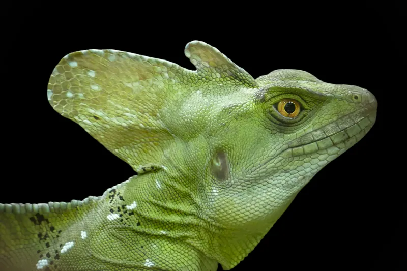 Tablou Canvas, "Portretul unui dragon verde enigmatic", Verde, Solzi, Frunză, Ochi, Textură, Contrast, Natură, Detalii, 39 x 26 cm – poza 2