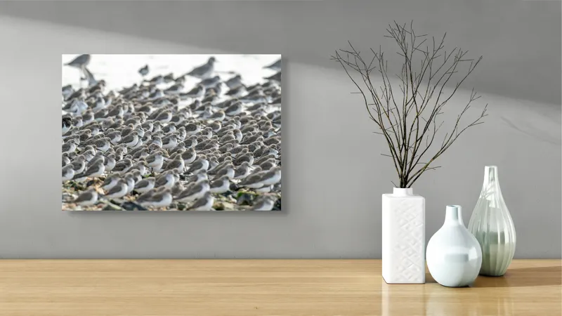 Tablou Canvas, "Dansul miilor de păsări marine", Grupuri, Nisip, Pene, Păsări, Coastă, Agitație, Mișcare, Natură, Armonie, Multitudine, 54 x 39 cm – poza 3