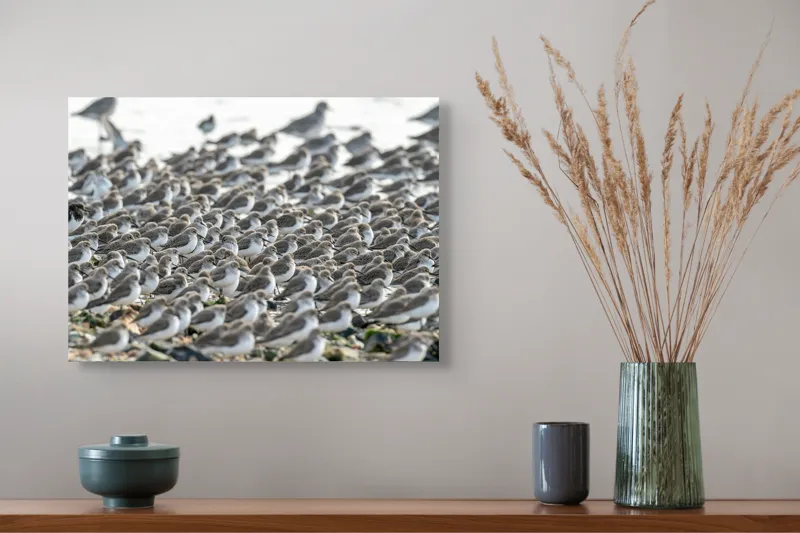 Tablou Canvas, "Dansul miilor de păsări marine", Grupuri, Nisip, Pene, Păsări, Coastă, Agitație, Mișcare, Natură, Armonie, Multitudine, 54 x 39 cm – poza 4