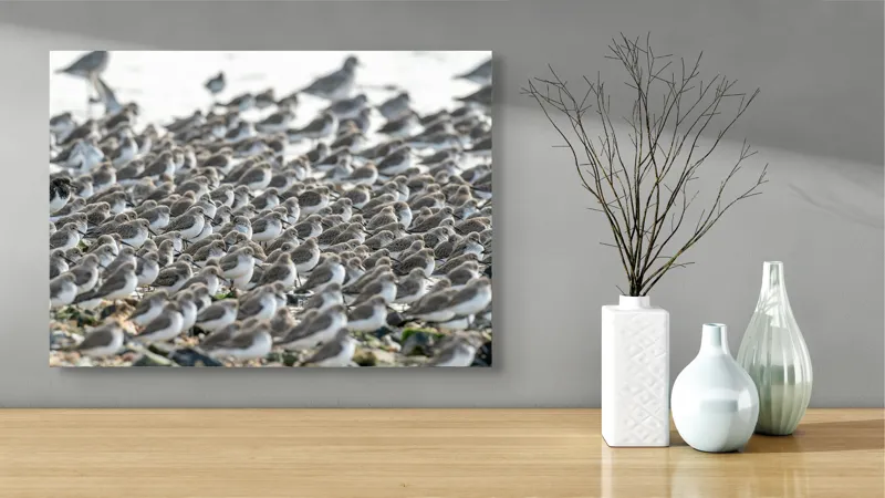 Tablou Canvas, "Dansul miilor de păsări marine", Grupuri, Nisip, Pene, Păsări, Coastă, Agitație, Mișcare, Natură, Armonie, Multitudine, 70 x 50 cm – poza 3