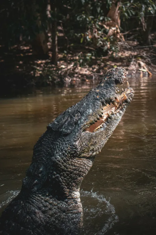 Tablou Canvas, "Crocodilul în apele mlăștinoase", Crocodil, Apă, Vegetație, Umbre, Natură, Zbucium, Forță, Faună, 100 x 150 cm – poza 2