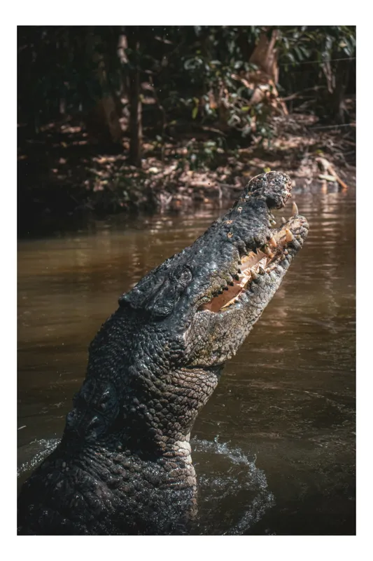 Tablou Canvas, "Crocodilul în apele mlăștinoase", Crocodil, Apă, Vegetație, Umbre, Natură, Zbucium, Forță, Faună, 26 x 39 cm