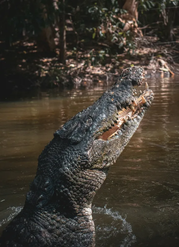 Tablou Canvas, "Crocodilul în apele mlăștinoase", Crocodil, Apă, Vegetație, Umbre, Natură, Zbucium, Forță, Faună, 39 x 54 cm – poza 2