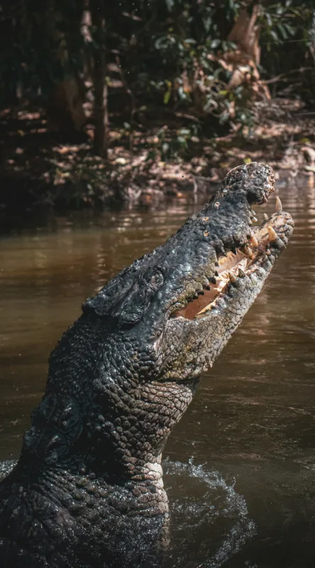 Tablou Canvas, "Crocodilul în apele mlăștinoase", Crocodil, Apă, Vegetație, Umbre, Natură, Zbucium, Forță, Faună, 50 x 90 cm – poza 2