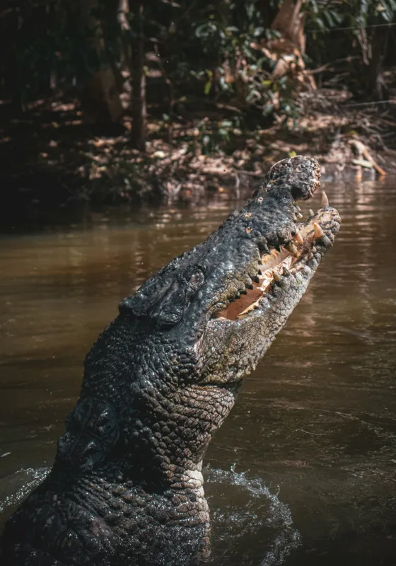 Tablou Canvas, "Crocodilul în apele mlăștinoase", Crocodil, Apă, Vegetație, Umbre, Natură, Zbucium, Forță, Faună, 70 x 100 cm – poza 2