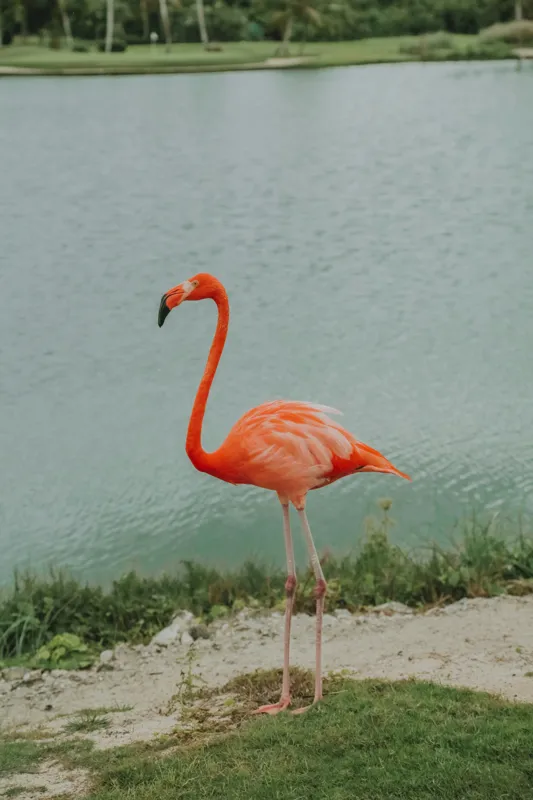 Tablou Canvas, "Flamingo pe malul lacului liniștit", Flamingo, Roz, Grațios, Apă, Verdeață, Cer, Eleganță, Natură, 100 x 150 cm – poza 2