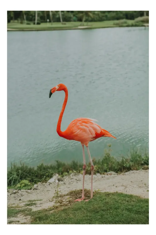 Tablou Canvas, "Flamingo pe malul lacului liniștit", Flamingo, Roz, Grațios, Apă, Verdeață, Cer, Eleganță, Natură, 50 x 70 cm