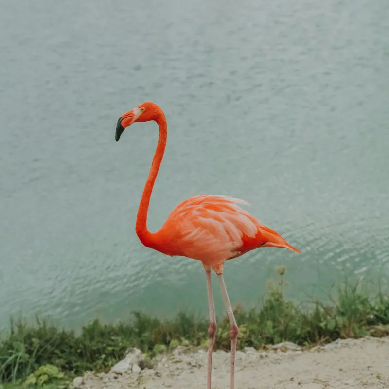 Tablou Canvas, "Flamingo pe malul lacului liniștit", Flamingo, Roz, Grațios, Apă, Verdeață, Cer, Eleganță, Natură, 50 x 50 cm – poza 2