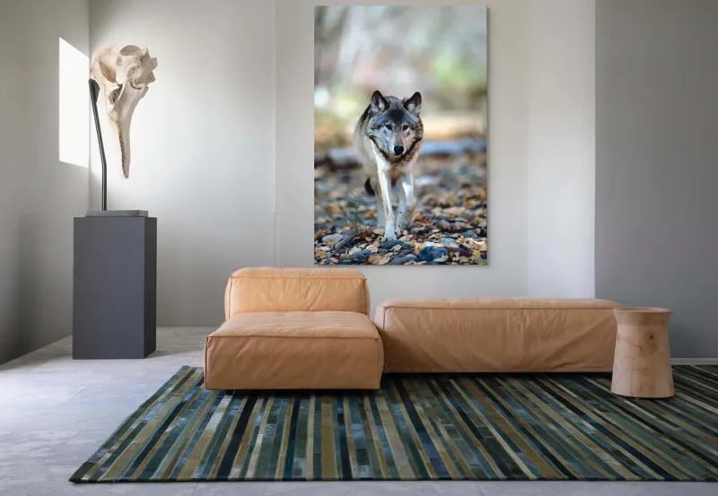 Tablou Canvas, "Lupul în căutarea haitei pierdute", Lup, Pădure, Frunze, Tăcut, Plimbare, Natură, Sălbăticie, 100 x 150 cm – poza 7