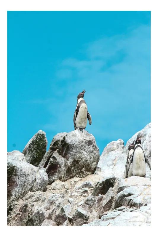 Tablou Canvas, "Dansul pinguinilor pe stânci albe", Pinguin, Rocă, Cer, Albastru, Priveliște, Natură, Zi, Solemn, Vertical., 50 x 70 cm