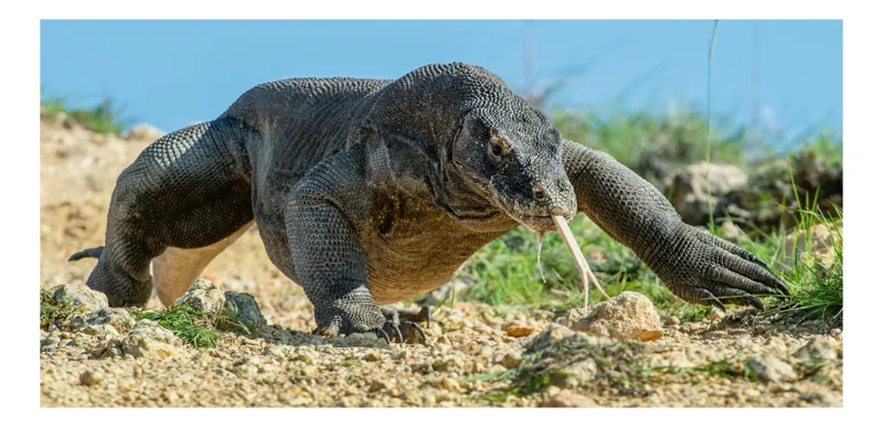 Tablou Canvas, "Dragonul Komodo în habitatul său natural", Sol, Stâncă, Reptilă, Iarbă, Cer, Limbă, Solzi, Mișcare, Natură, Explorat., 100 x 100 cm