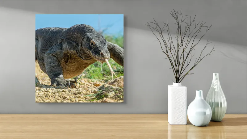 Tablou Canvas, "Dragonul Komodo în habitatul său natural", Sol, Stâncă, Reptilă, Iarbă, Cer, Limbă, Solzi, Mișcare, Natură, Explorat., 50 x 50 cm – poza 3