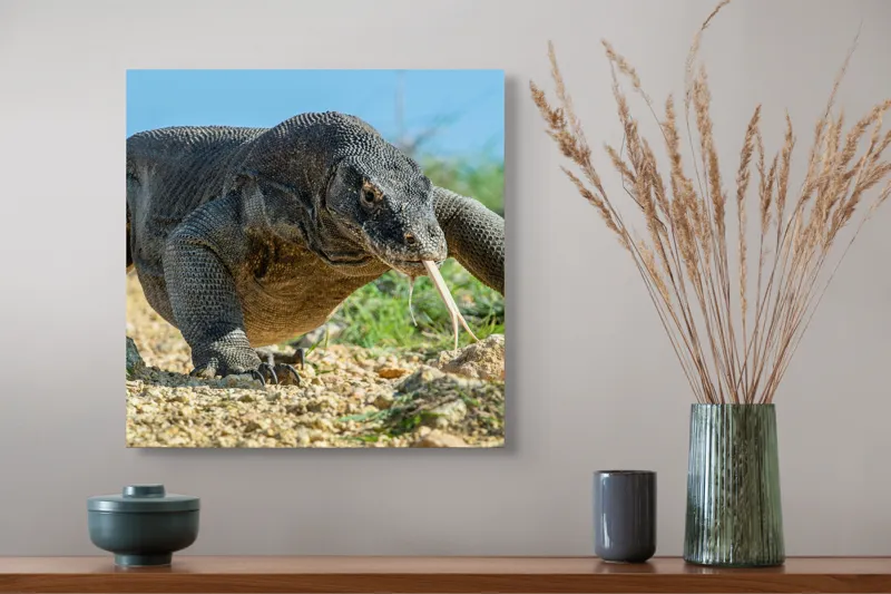 Tablou Canvas, "Dragonul Komodo în habitatul său natural", Sol, Stâncă, Reptilă, Iarbă, Cer, Limbă, Solzi, Mișcare, Natură, Explorat., 50 x 50 cm – poza 4