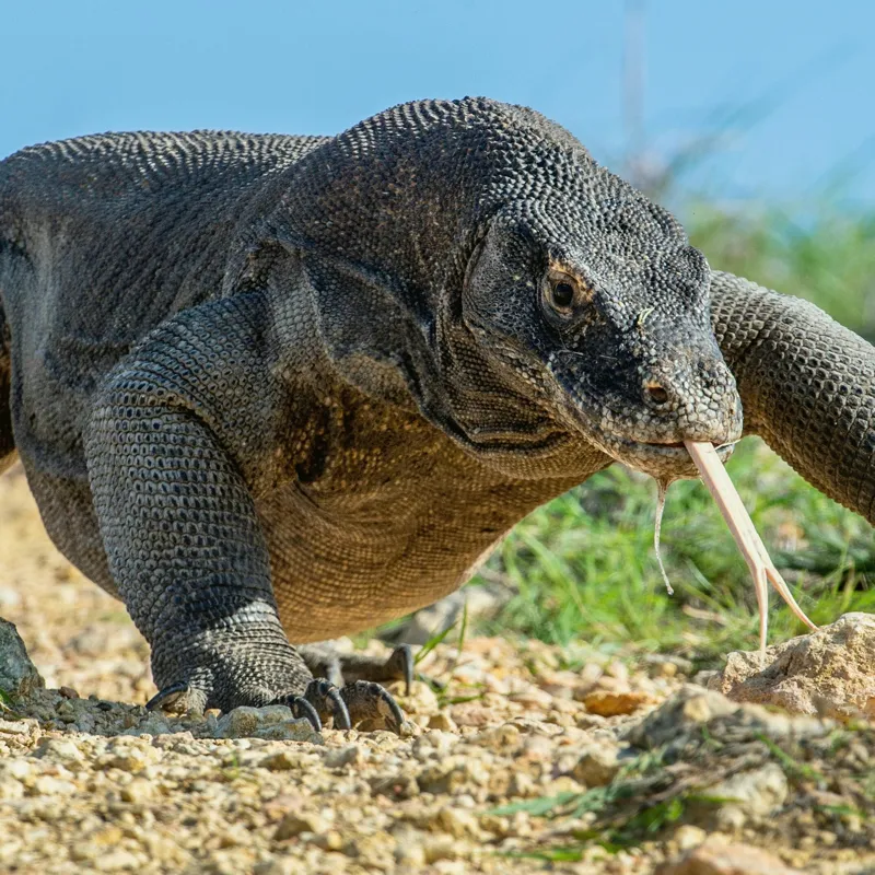 Tablou Canvas, "Dragonul Komodo în habitatul său natural", Sol, Stâncă, Reptilă, Iarbă, Cer, Limbă, Solzi, Mișcare, Natură, Explorat., 50 x 50 cm – poza 2