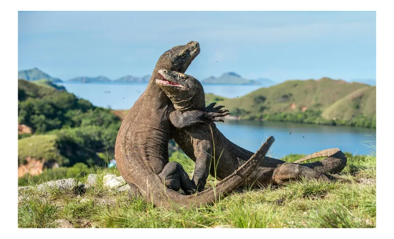 Tablou Canvas, "Îmbrățișarea dragonilor de Komodo", Balans, Natură, Forță, Întindere, Armonie, Salbaticie, Lumină, Peisaj, Verzișor, Relaxare., 39 x 26 cm