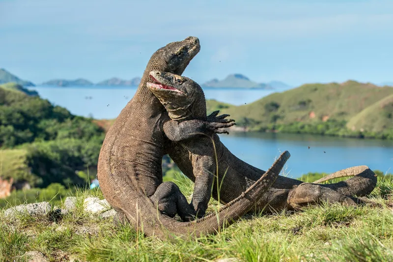 Tablou Canvas, "Îmbrățișarea dragonilor de Komodo", Balans, Natură, Forță, Întindere, Armonie, Salbaticie, Lumină, Peisaj, Verzișor, Relaxare., 150 x 100 cm – poza 2