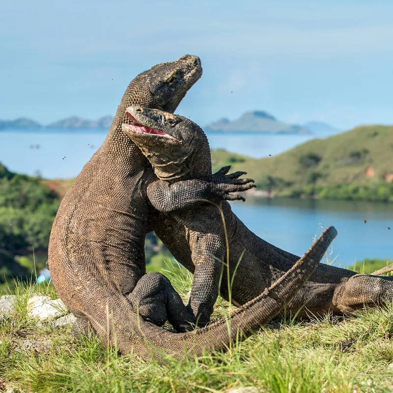 Tablou Canvas, "Îmbrățișarea dragonilor de Komodo", Balans, Natură, Forță, Întindere, Armonie, Salbaticie, Lumină, Peisaj, Verzișor, Relaxare., 50 x 50 cm – poza 2